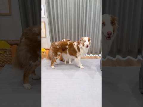 大きい弟犬と小さいお姉ちゃん犬の仲良し技が可愛すぎて尊い🥺♡【ボーダーコリー・オーストラリアンシェパード】#shorts