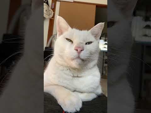 穏やかなモロ #もののけ姫 #猫のいる暮らし