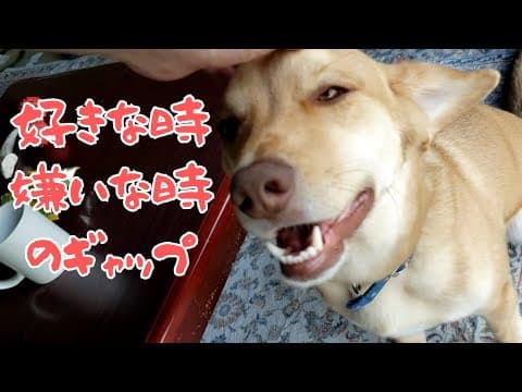 癒しと嫌がりのギャップもえ