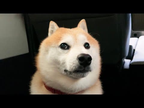 車が一向に出発しない中、隣に座る飼い主を徐々に疑い始め、確信に変わっていく柴犬