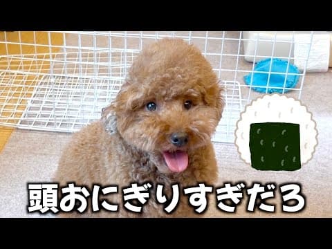 朝から"暴れてやったぜ！"と､ドヤ顔でこっちを見てくるおにぎり。【トイプードル】