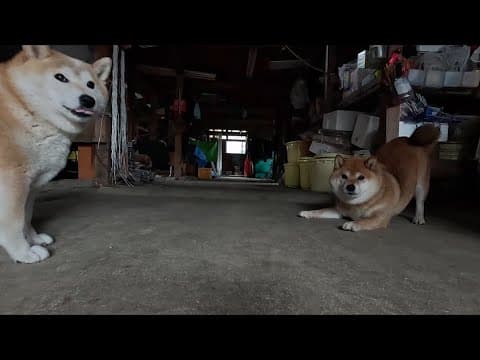 2025年6月11日(水) みんなに カッ!!ってする柴犬