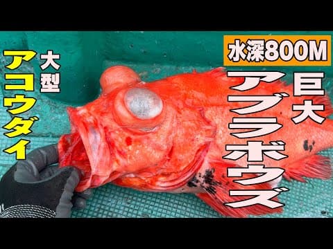 《和歌山》【関西唯一のアブラボウズ船】巨アブラボウズ狙い！白浜沖リレー便で大型アコウダイ！2025 5 18丸十丸アブラボウズ・アコウダイ