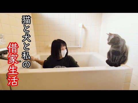 とにかく子猫が甘えてくる！ダイソーの無限きゅうり職人！