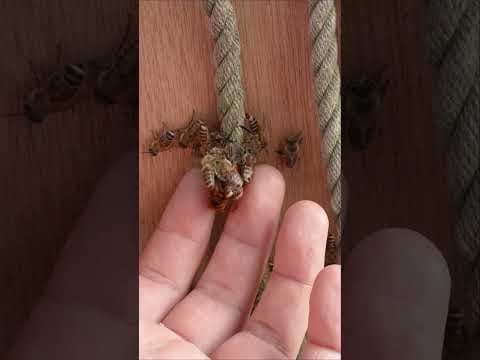 Hornet vs. Japanese Honeybees—Lethal 46 °C Bee Ball Caught on Camera