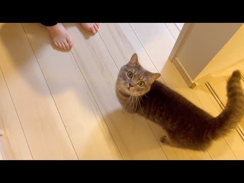飼い主がイベントから帰ってきたら猫の様子が…