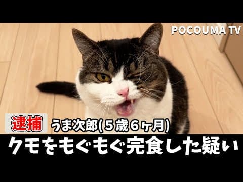 【速報！】家に入ってきたクモを食べた？息子猫を緊急逮捕しました…