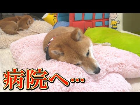 原因不明の症状・・・今後も目が離せません・・・
