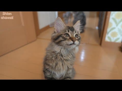 子猫が初めて覚えた特技をご覧ください ＆ ユル過ぎるニャルソック隊