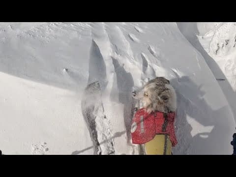 【無念の撤退😭】その時、愛犬がとった行動が驚愕すぎました😳