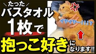 【プロ直伝】猫が「超!! 抱っこ好き」になってもらう方法を伝授します！ #抱っこ #猫 #嫌い #練習