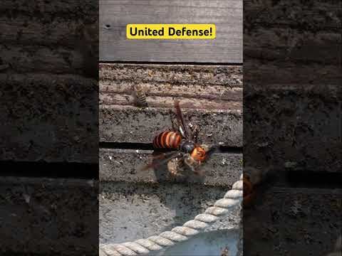 Japanese Honey Bees vs. Giant Hornets: Incredible Battle Strategy