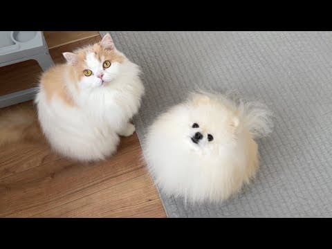 愛猫、愛犬としばらくお別れです(涙)今後について