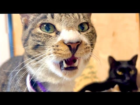 猫が気絶寸前になってた