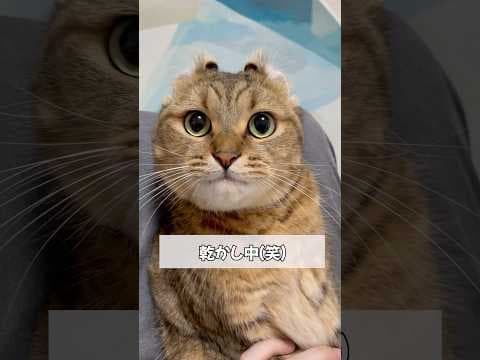 猫の耳の中を画期的に乾かす方法がこちら　#shorts