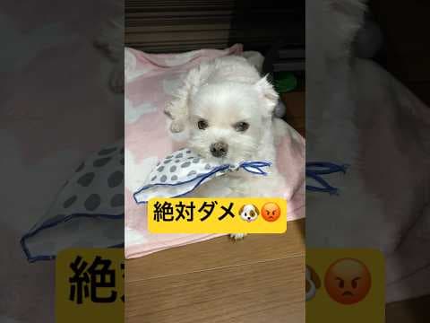 ママだけには厳しすぎる犬🤣🤣🤣#shorts #可愛い犬 #マルチーズ