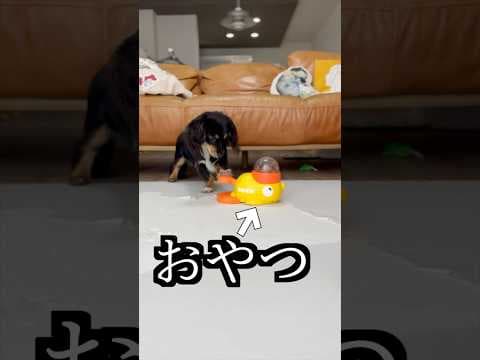 おやつが出るおもちゃやらせたら必死すぎた！
