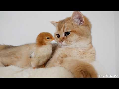 Cute kitten who thinks the chick is her kid...