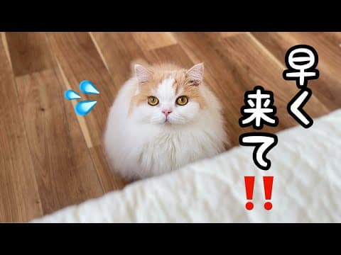愛猫の様子がおかしいのでついてくと愛犬が大変なことをしていました！泣