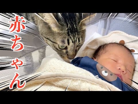 狂暴猫が赤ちゃんを食べようとしました...