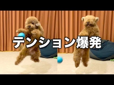 久しぶりの新しいおもちゃに大興奮のトイプードル
