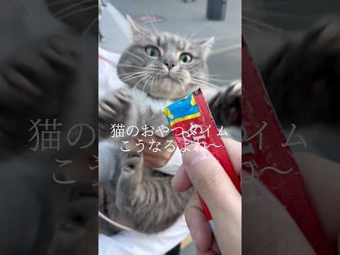 猫のおやつタイムってこうなるよね #shorts #猫 #マンチカン