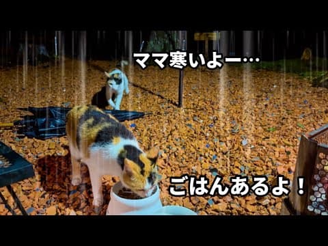 大雨の中ずぶ濡れで現れた猫の親子…焚き火で温めてキャンプを楽しみました