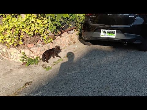 黒猫についていく