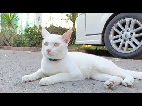 つついたら車の下から出てきてくれた白猫