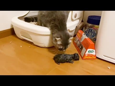 Kittens 10 seconds after birth