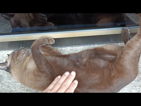寝ている猫にちょっかいを出す