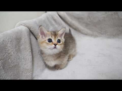 Cute kitten who can't go out easily because her owner disturbs her...
