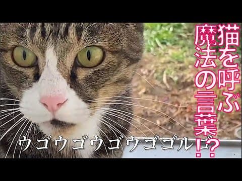 猫を呼びつける魔法の言葉を試してみた　Trying my cats "Ma-AH"