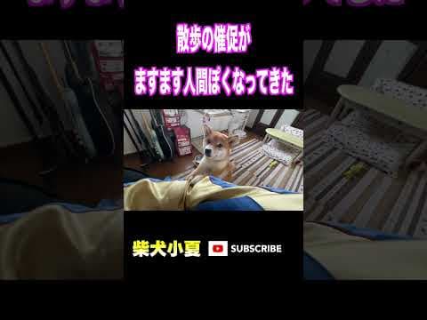 散歩の催促がますます人間ぽくなってきた#神戸 #柴犬 #癒し #愛犬