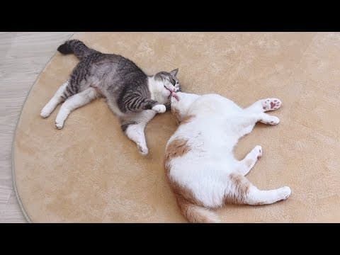 弟が大好きすぎて1日中くっついてないと気が済まない猫が可愛すぎました笑