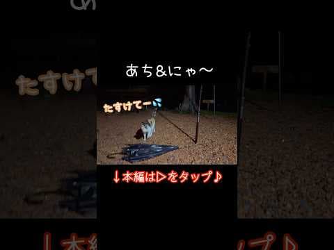 大雨の中ずぶ濡れで現れた猫の親子…焚き火で温めてキャンプを楽しみました