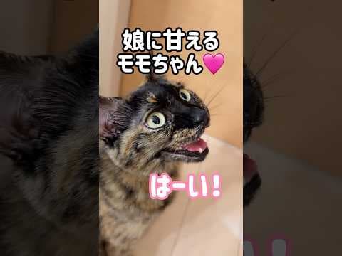 娘とパパに鳴いて甘えるサビ猫が可愛すぎます！ #shorts
