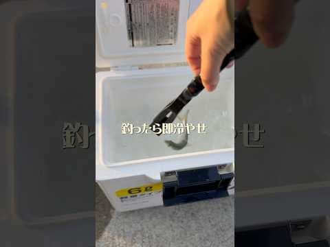 氷は愛。魚も冷やせるしビールも冷やせる #shorts