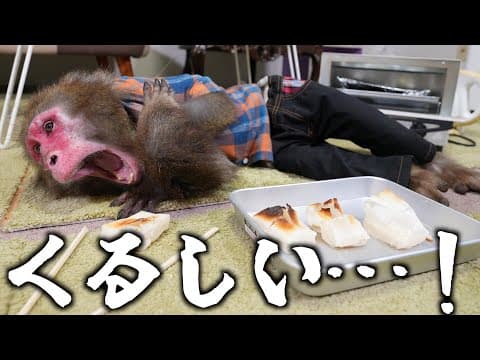 はじめて「おもち」を食べたお猿さんの行動がヤバすぎた…