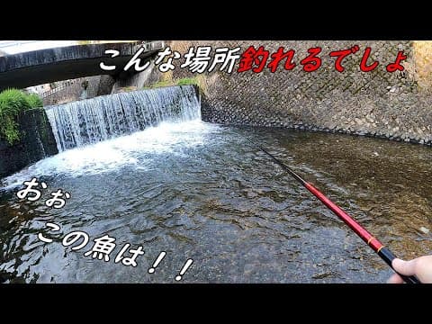 おぉ　初めて釣りました！！清流釣りで二種類も♪
