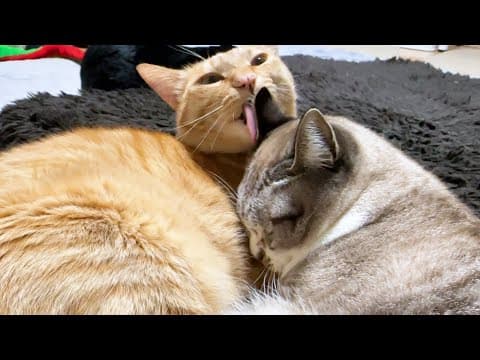 妹猫たちへのサービスは完璧な甘えん坊の茶トラ猫