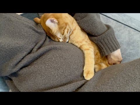 ママのお腹に赤ちゃんがいると気づいた猫がまさかの行動に...