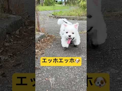 エッホエッホでかくれんぼしてみた🤣🤣🤣#shorts #可愛い犬 #マルチーズ