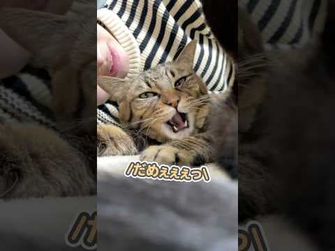 「ずっとここにいなさいっ！」と大好きなママにガチギレする猫