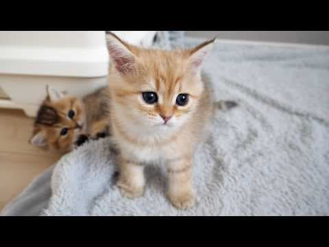Here is a kitten who just wanted to play together but was considered annoying...