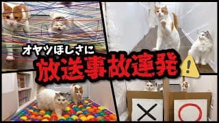 【神動画】オヤツほしさに放送事故連発するとんでもニャンコたちがこちらッッ！！【プレミア公開】【関西弁でしゃべる猫】【猫アテレコ】