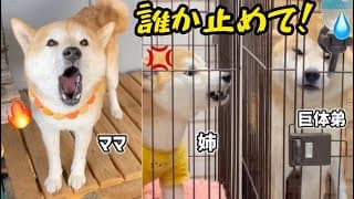 響き渡る泣き声！鳴き止まない狂った柴犬たち...【ココグルメ】