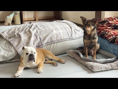 性格＆態度が犬並み外れたぶるまるとの共同生活で超ビビりの保護犬も「こんなのでいいんだ？」って思ってくるらしい…
