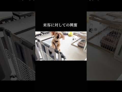 しっかり役割をあげること #doglibre #トイプードル #犬のしつけ #ドッグトレーニング