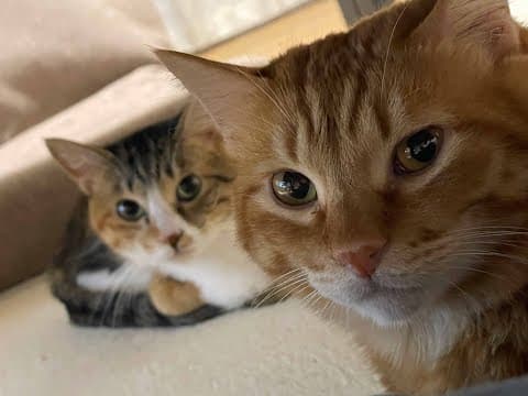 【猫動画】4月の初陣可愛いにゃんこ特集〜にゃんともパレード〜#猫動画#猫#431